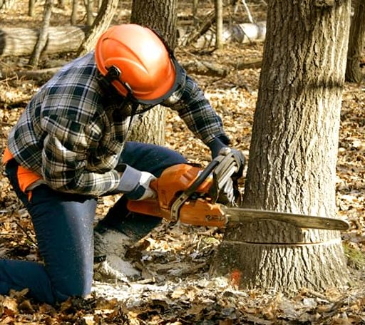 Tree Removal in Parrott, VA